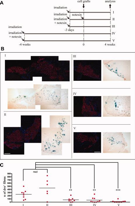 Donor Derived Muscle Formation After Treatment Of Host Muscle With