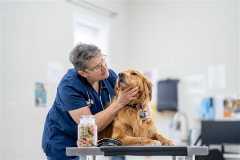 The Best Veterinarians in the Bay Area | Local-Favorite Vets | Readers ...