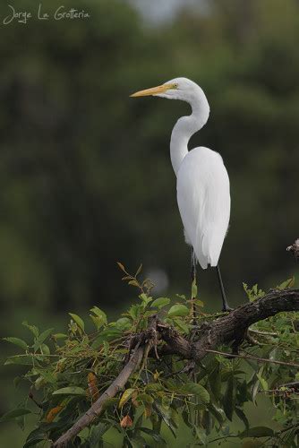 Ardea Alba Aves Fin Del Mundo Tierra Del Fuego Ushuaia