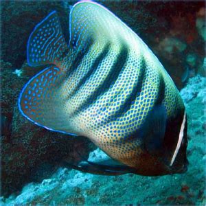 Six Banded Angelfish Or Six Striped Angelfish Pete S Aquariums Fish