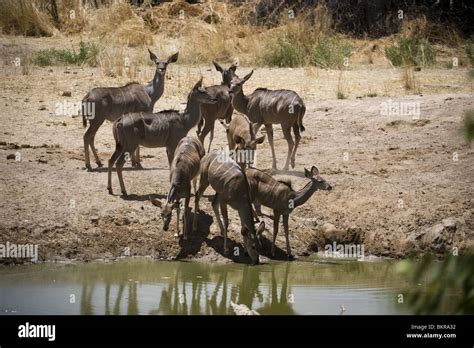 Kudu At Hobatere Waterhole Namibia Stock Photo Alamy