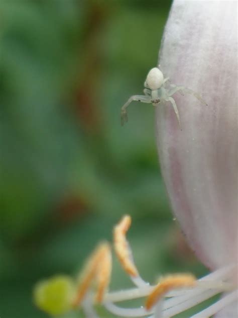 Krabbenspinne Veränderliche Krabbenspinne Misumena vatia Flickr