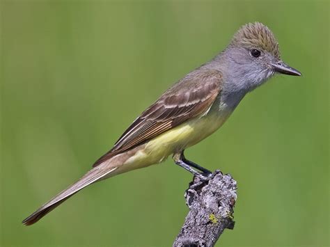 Great Crested Flycatcher - NestWatch