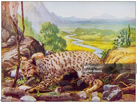 Antique Nature Color Image Wild Cat High Res Vector Graphic Getty Images