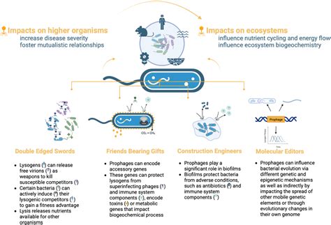 Figure From Prophage Mediated Control Of Higher Order Interactions