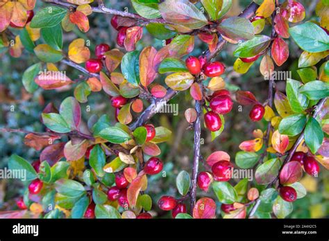 Bright Red Berries Of Bearberry Cotoneaster Cotoneaster Dammeri Stock