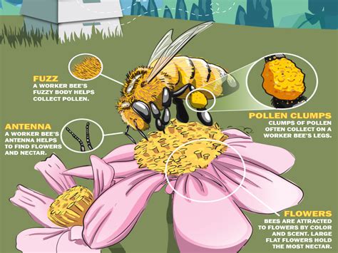 Bee Pollination Process Diagram Fertilization In Plants For