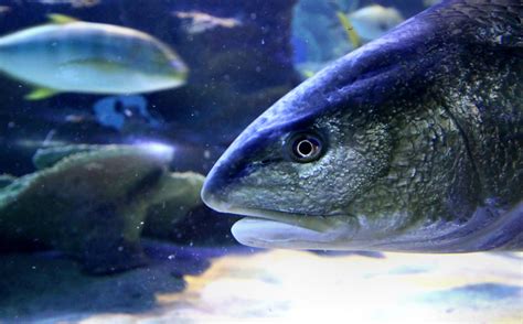 saltwater fish fair start movement