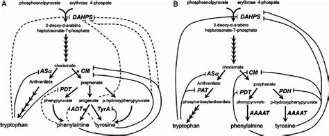 Post Transcriptional Regulation Of The Shikimate And Aromatic Amino Download Scientific Diagram