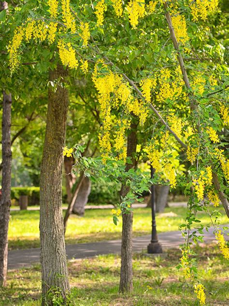 Golden Shower Tree Cassia Fistula Urban Tropicals