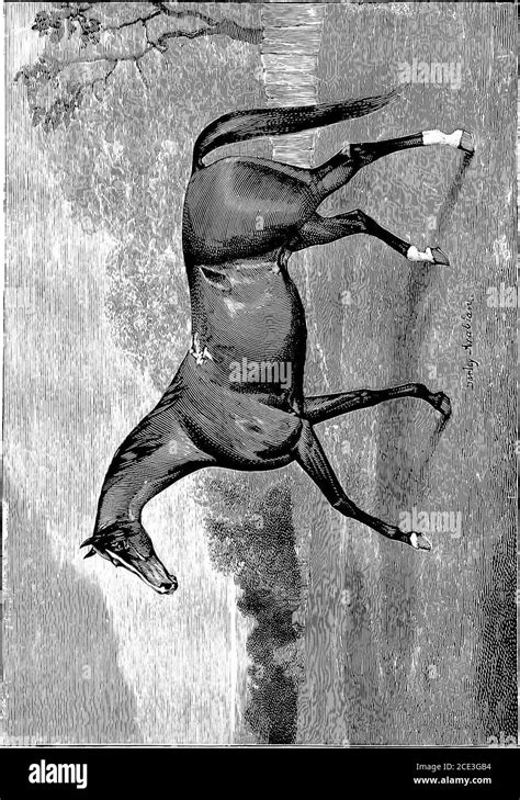 Darley arabian horse Black and White Stock Photos & Images - Alamy