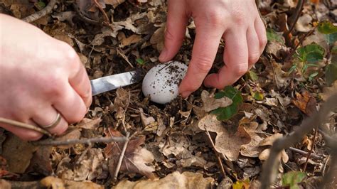 7 Ways To Get Rid Of Mushrooms In Your Yard Tom S Guide