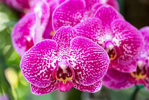 Orqu Dea Phalaenopsis Pre O E Como Cuidar Tc