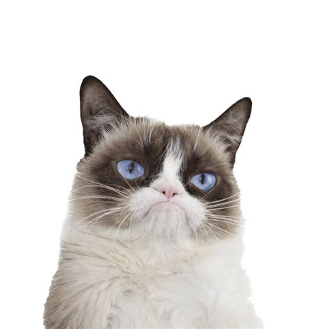 Png Grumpy Cat Transparent Grumpy Catpng Images Pluspng