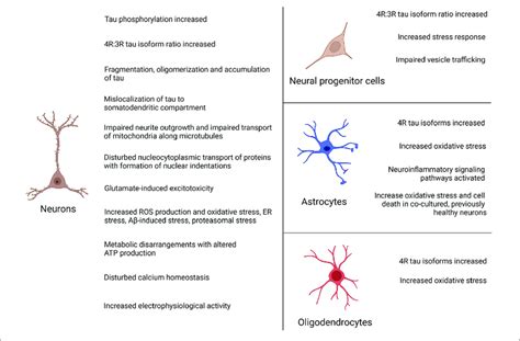 Summary Of Disease Phenotypes In Ftld Tau Ipsc Derived Neural Cells