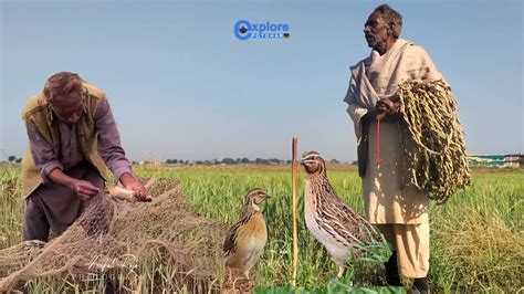 Batair Ka Shikar Kirak Aur Sirak K Sath Shikar Quail Hunting