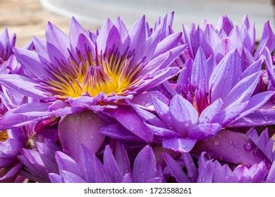 Blue Water Lily National Flower Sri Stock Photo Shutterstock