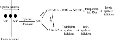 figure   microbial cytosine deaminase   programmable anticancer