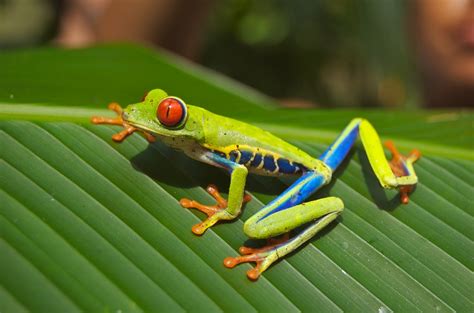 Tree Frog