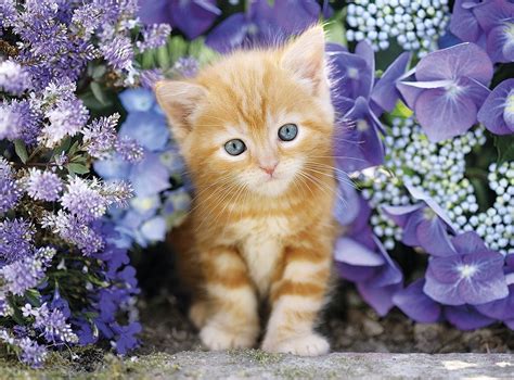 Download Flower Kitten Animal Cat Image