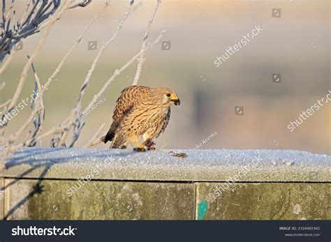 Common Kestrel Falco Tinnunculus Eating Mouse Stock Photo