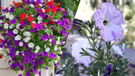 Petunias Flores Bonitas Cuidados Y Beneficios Youtube