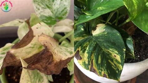 8 Causes Of Pothos Leaves Turning Brown And How To Fix It Garden For Indoor