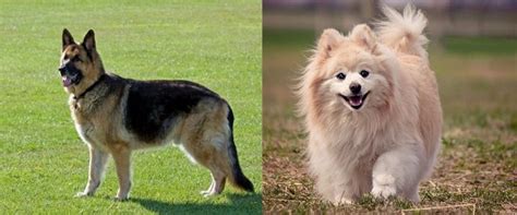 pomeranian german shepherd mix