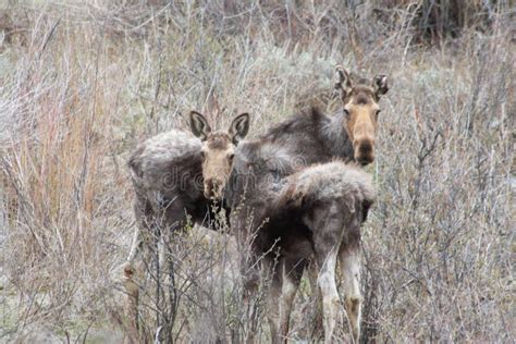 Mother Baby Moose Stock Photos - Download 129 Royalty Free Photos