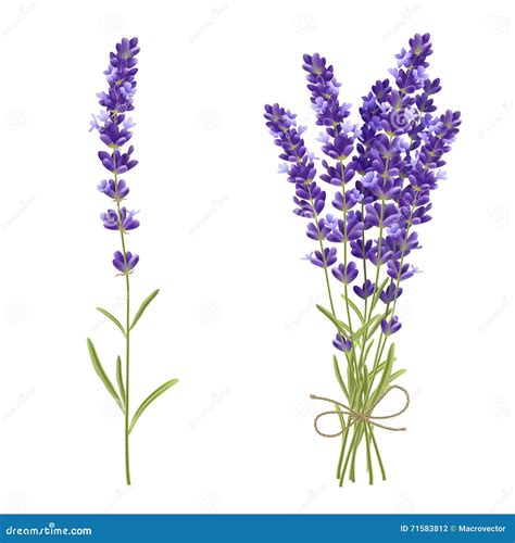 Lavendel Schnitt Blumen Realistisches Bild Vektor Abbildung