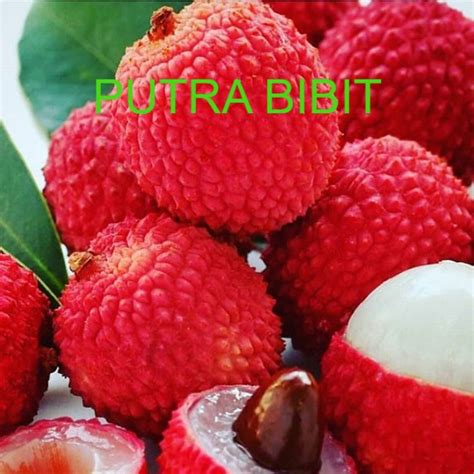 Jual Buah Leci Merah Leci Kom Tanaman Leci Merah Shopee Indonesia