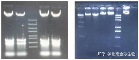 小知识 基因组DNA提取那些事三 知乎