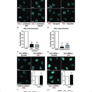 Sr Bi Is Required For Hdl Internalization A The Addition Of