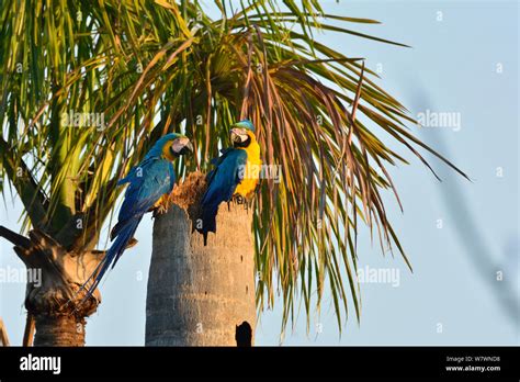 Blue And Yellow Macaw Ara Ararauna Pair At Nest In Palm Tree