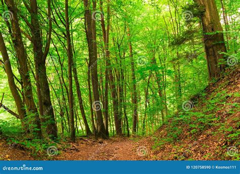 Mixed Forest Deciduous And Coniferous Trees Landscape On A Summer