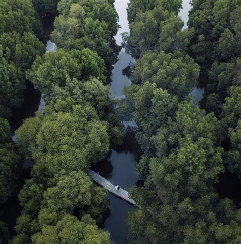 Keajaiban Pantai Mangrove Teluk Naga Wisata Alam Tersembunyi Dengan