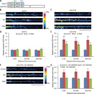 Effect Of Bdnf Utr Sequences On Local Reporter Synthesis A