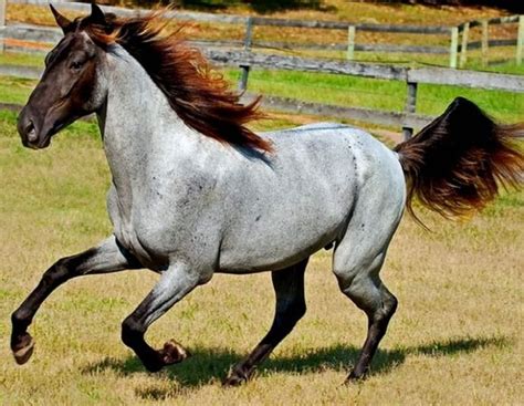 35+ Horses With The Most Beautiful And Unique Colors - They're Like ...