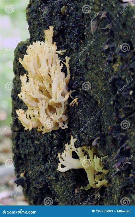 Crown Tipped Coral Fungus Artomyces Pyxidatus Stock Image Image Of