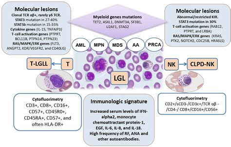 Reactive Lymphocytes Vs Monocytes