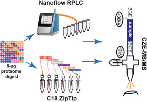 Microscale Reversed Phase Liquid Chromatography Capillary Zone