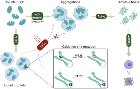 A Liquid To Solid Phase Transition Of Cu Zn Superoxide Dismutase