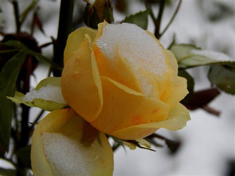 Winter Care for Roses | Jung Seed’s Gardening Blog