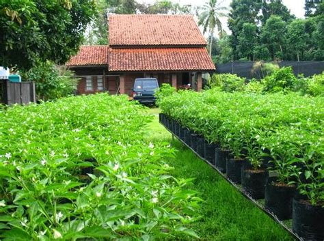 Berkebun Sayur Di Pekarangan Rumah