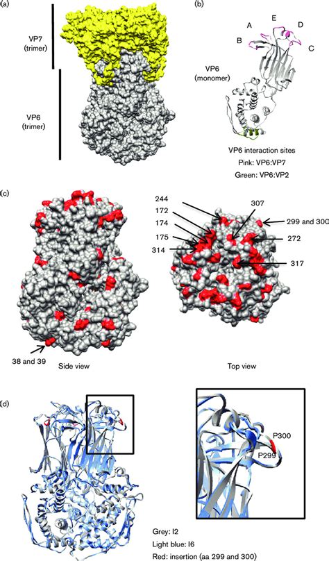 Structural Analyses Of Equine Vp A Representation Of Vp Vp