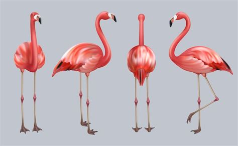 Realistischer flamingo exotische tropische vögel rosa farbe animieren