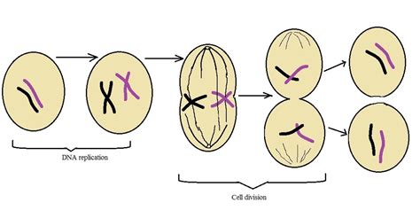 Four Stages Of Mitosis Pictures The 4 Stages Of Mitosis In Detail With