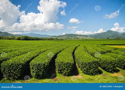 Rows Of Tea Trees In The Chinese Tea Farm Beautiful Landscape O Stock