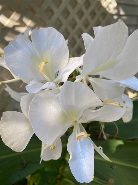 White Ginger Lily Butterfly Ginger Lily Price Comparison