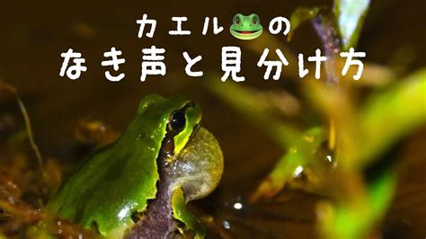 #カエル 🐸 の鳴き声・見分け方 超接写!-カエル3種の求愛コール比較- - YouTube